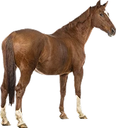 category