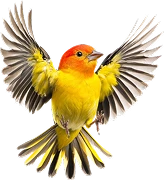 category