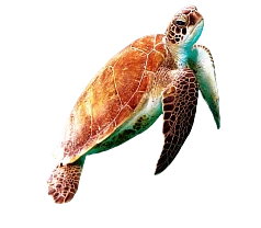 category