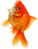 category