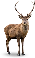 category
